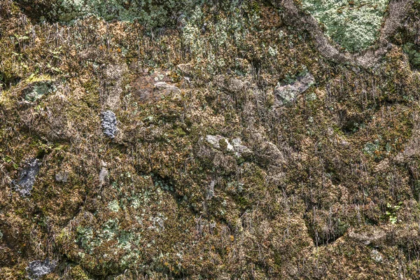 Мосси Рок-стена — стоковое фото