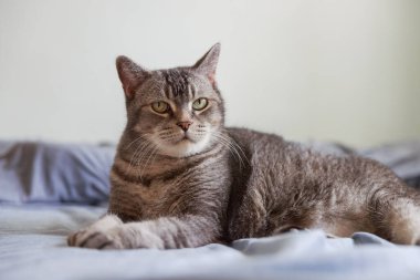 Güzel kedi, sabah yatağında uzanıyor.