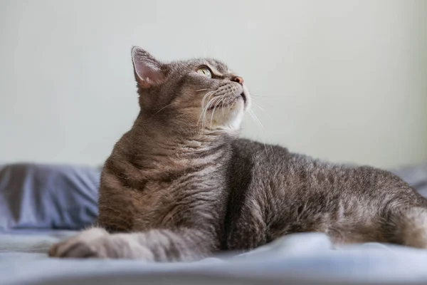 Gato Lindo Deitado Cama Manhã Interior — Fotografia de Stock