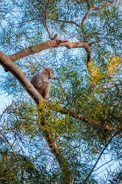 Młoda Małpa Wspinająca Się Drzewo Lion Rock Park Krajobrazowy Hong — Zdjęcie stockowe