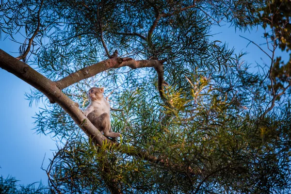 Jeune Singe Grimpant Sur Arbre Lion Rock Parc Campagne Hong — Photo