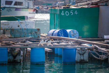 Meraklı Kedi, Lamma Adası 'ndaki eski bir balıkçı köyü olan su üzerinde balık platformunda yürüyor.