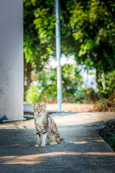 都市部の美しい野良猫 — ストック写真