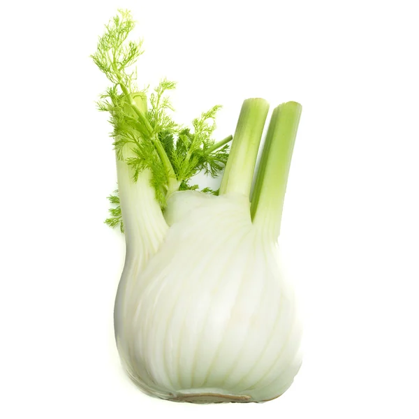 Fennel root — Stock Photo, Image