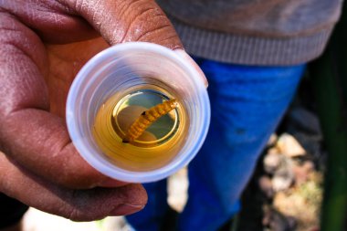 Mezcal