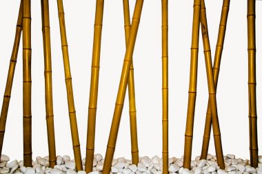 Bambu.