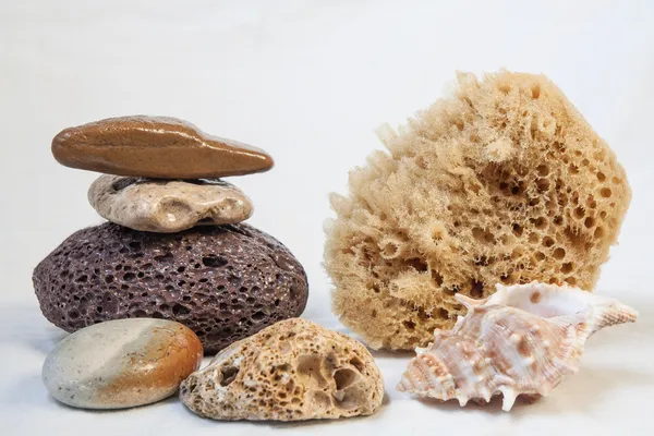 Sea sponge corall, for bathing, pumice, sea stones. shell — Stock Photo, Image