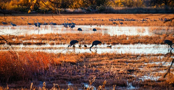 一群也被称为沙山鹤的大群鹤聚集在湿地上 — 图库照片