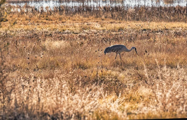大的成年沙山鹤在湿地觅食 — 图库照片