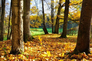 Ormandaki altın sonbahar, renkli yapraklar ve ağaçlar, sıcak güneşli bir gün.