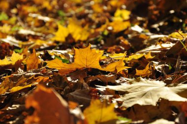 Akçaağaç sonbahar yaprağının yakın çekimi