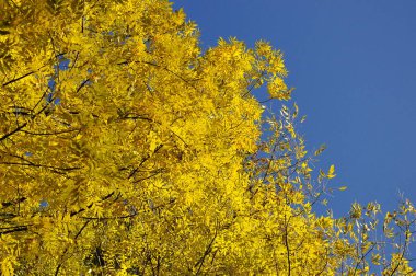 Sonbahar yaprakları mavi gökyüzü arkaplanıyla