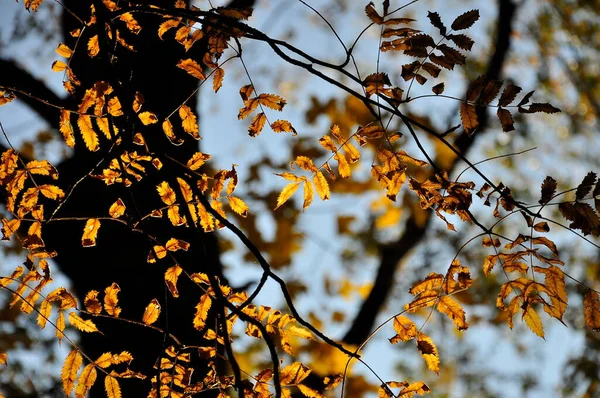 Golden autumn scene in the park, with falling leaves, the sun shining through the trees and the blue sky