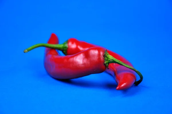 Fresh Chili Pepper Blue Background — Stock Photo, Image