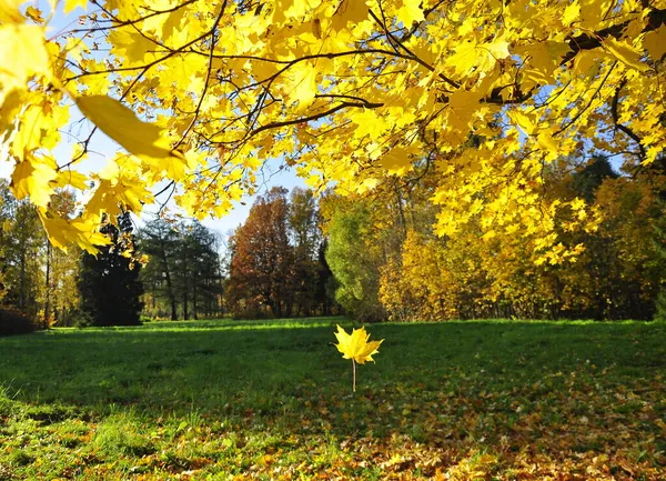Złota Scena Jesienna Parku Opadającymi Liśćmi Słońcem Świecącym Przez Drzewa — Zdjęcie stockowe