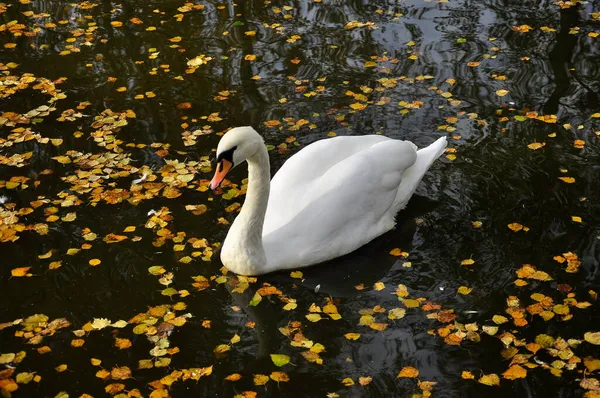White Swan Swimming Autumn Pond — Stock Photo, Image