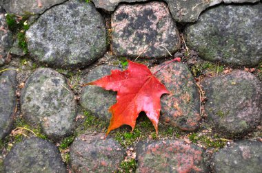 kaldırıma sonbahar yaprak