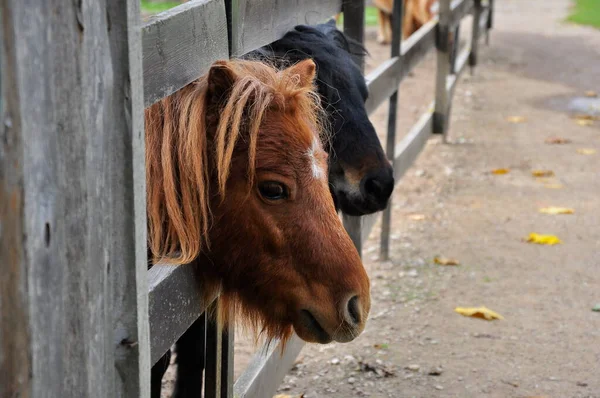 Portret Van Een Bruine Pony Een Volière — Stockfoto