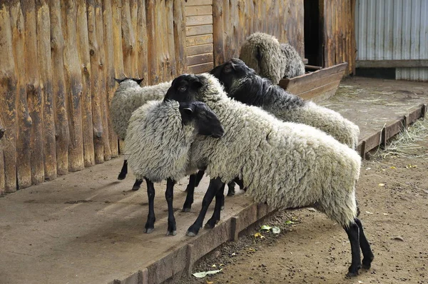 农场上的一群羊 — 图库照片