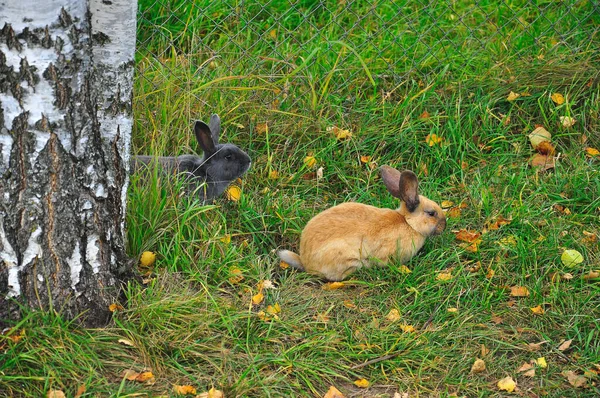 Konijnen Zitten Het Groene Gras Weide — Stockfoto