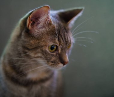 Gri küçük sevimli kedi