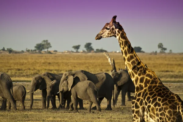 Chobe Natoinal Park Stockbild