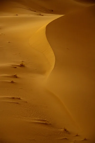 Saharaöknen Royaltyfria Stockbilder