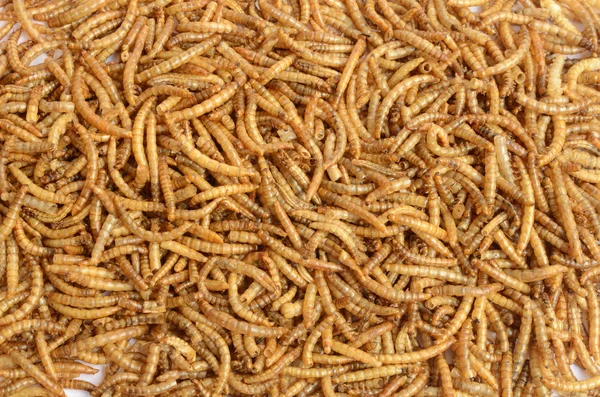 A scatter of mealworm larvae — Stock Photo, Image