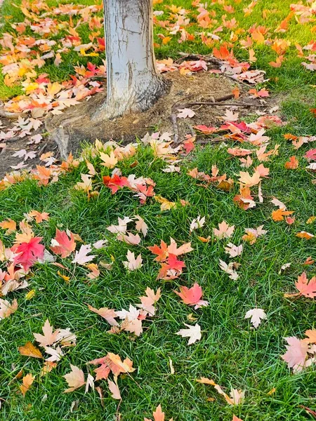 Couche de feuilles jaunes d'automne sur le sol gros plan. — Photo