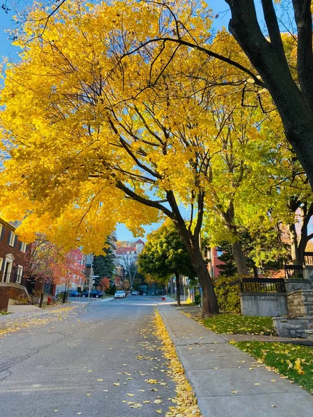 Жовте кленове дерево листя композиція над небом — стокове фото