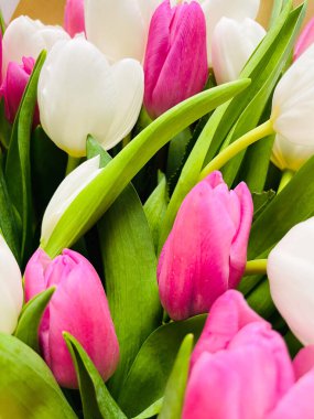 Beyaz ve pembe laleler. Parlak lalelerle bulanık bir bahar arkaplanı