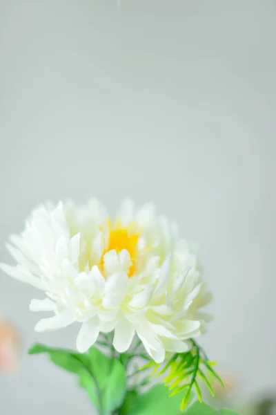 Біла рожева квітка на білому тлі. Концепція літнього цвітіння . — стокове фото