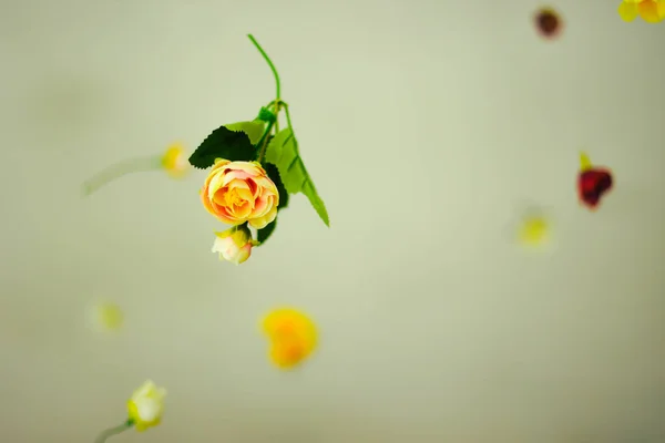 Прекрасні Квіти Творча Весняна Природа Літня Концепція Цвітіння Копіювати Простір — стокове фото