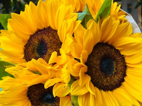 Schöner Strauß Sonnenblumen Auf Dem Tisch Drinnen Raum Für Text — Stockfoto