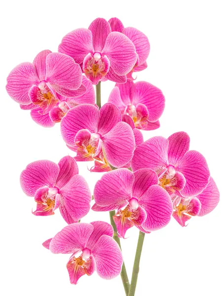 Orchid — Stock Photo, Image