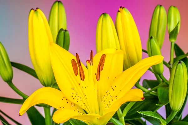 Yellow flowers lilies — Stock Photo, Image