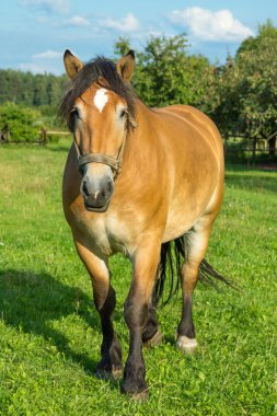 Yaz otlağında bir at