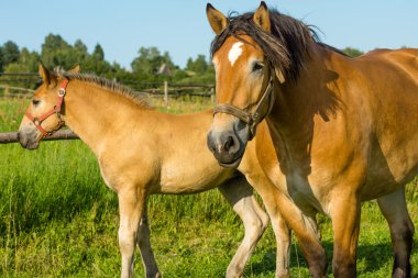 Yaz otlağında atlar