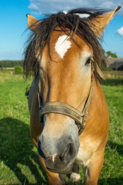 Yaz otlağında bir at