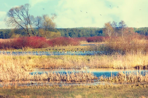 biebrza valley manzara