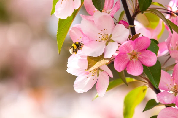 Krabbenblüte — Stockfoto