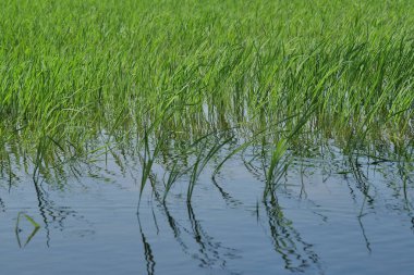 Su ile yeşil çeltik tarlasının güzel manzarası
