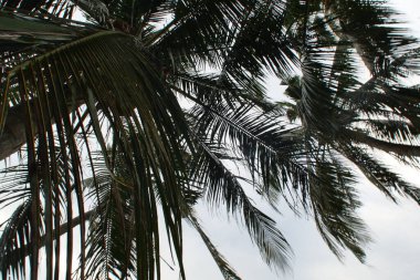 Mavi gökyüzü ile Hindistan cevizi yaprağı