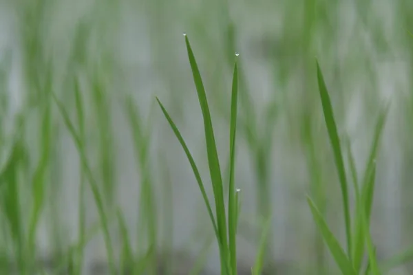 Close Beautiful View Green Rice Paddy Field Morning Dew — Stock Photo, Image