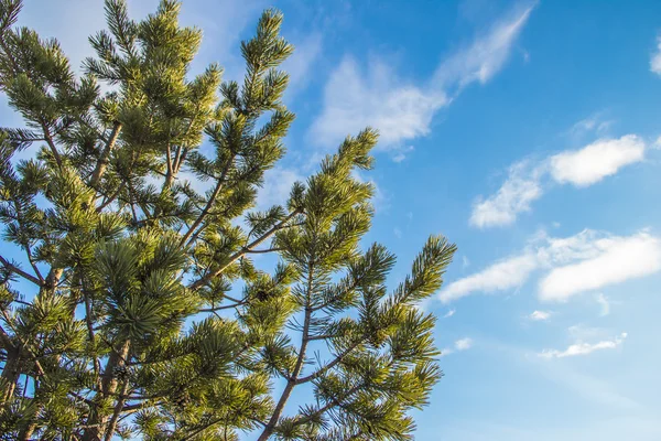 Branches de pin s'étendant dans le ciel — Photo