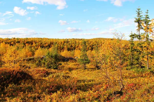 Auringonvalaistu syksyinen metsä — kuvapankkivalokuva