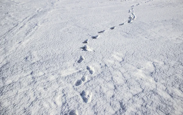 Lidské stopy ve sněhu Stock Obrázky