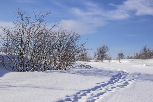 Vinterlandskap — Stockfoto