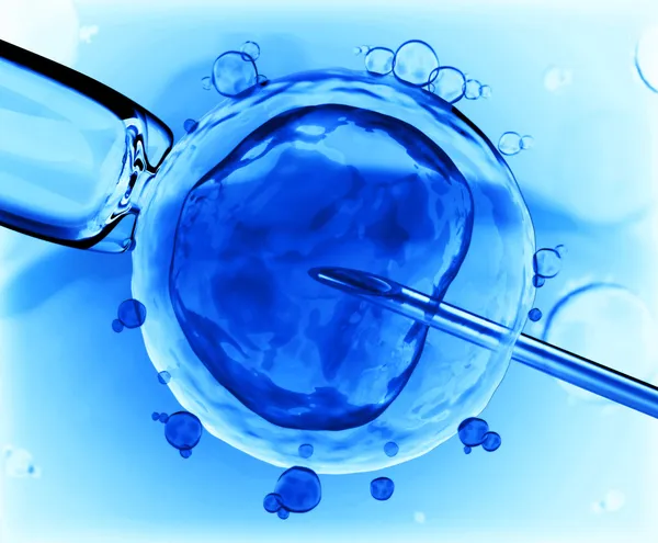 Inseminazione artificiale — Foto Stock