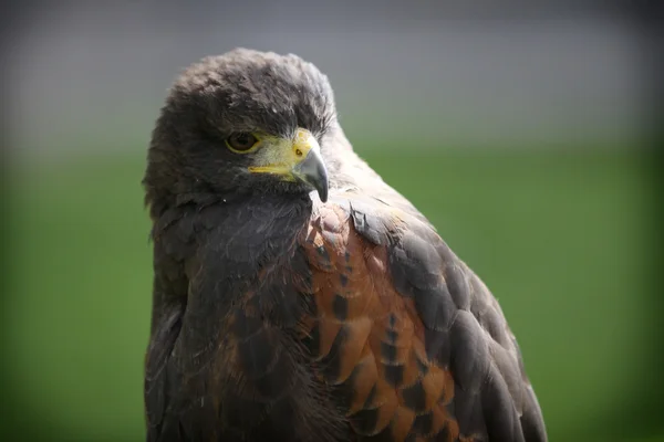 Roofzuchtige vogel — Stockfoto